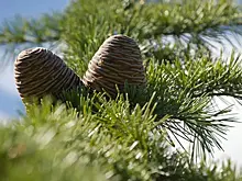 В Красноярском крае мужчина поджег 170 кедров "от нечего делать"