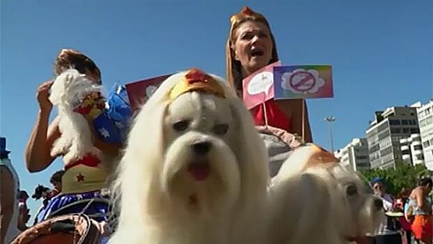 Видео: по пляжу в Рио-де-Жанейро прогулялись сотни собак в карнавальных костюмах
