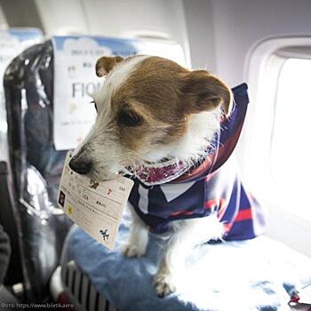 Правила, которых нужно придерживаться при перевозке собаки в самолете