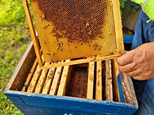 Курские пасечники хотят отсудить более 6 млн рублей с виновника гибели пчел