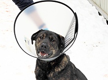 «Нашли на улице с окровавленной лапой». Нижегородские ветврачи спасли собаку Земфиру после ДТП