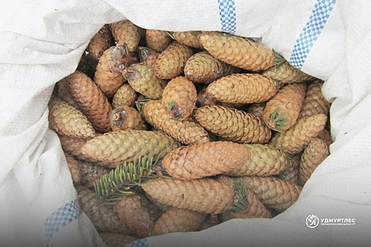 Жители Удмуртии могут помочь собрать шишки для формирования фонда семян