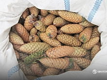 Жители Удмуртии могут помочь собрать шишки для формирования фонда семян