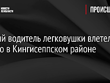 Пьяный водитель легковушки влетел в дерево в Кингисеппском районе