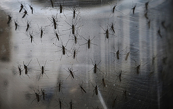 Попова заявила об обнаружении в России 47 новых вирусов, переносимых комарами