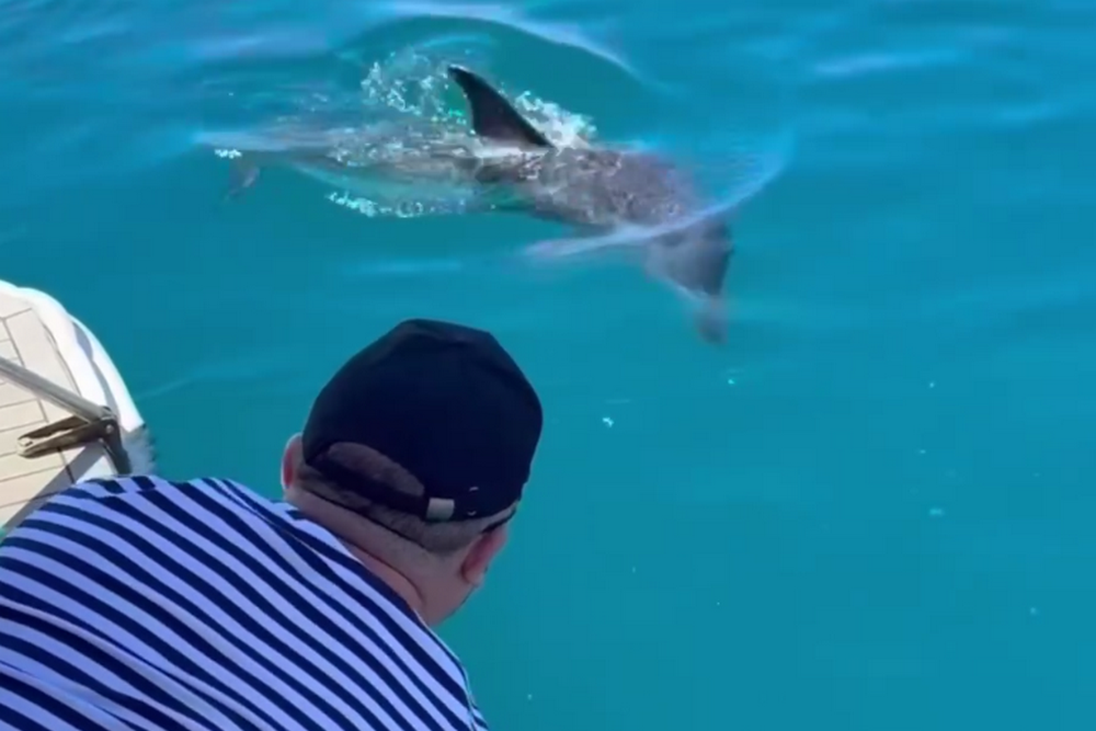 В Крыму волонтеры спасли дельфина, запутавшегося в рыболовное леске