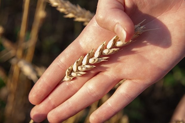 Минсельхоз США повысил прогноз экспорта российской пшеницы