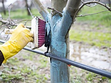 Когда начинать дачный сезон весной: сроки по регионам и что делать в первую очередь