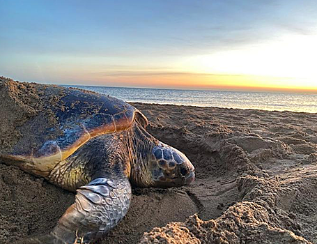 Черепахи начали раньше откладывать яйца из-за изменения климата