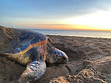 Черепахи начали раньше откладывать яйца из-за изменения климата