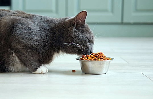 Обязательная маркировка кормов и лекарств для животных начнется 1 сентября