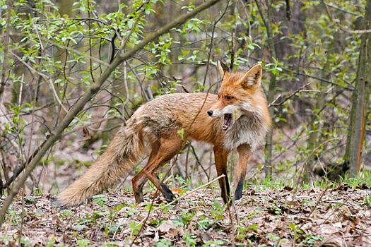Лисы в Москве начали менять зимний мех на летний вариант