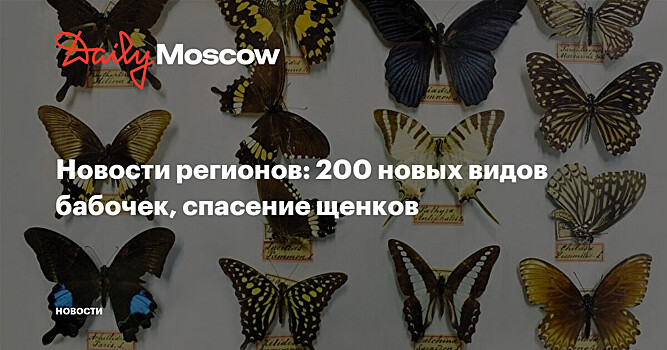 Новости регионов: 200 новых видов бабочек, спасение щенков