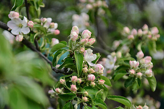 Почти 100 тысяч цветов высадили в районе Хамовники