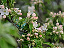 Почти 100 тысяч цветов высадили в районе Хамовники