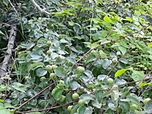 Защитники парка Паулуччи требуют наказать собственника за незаконную вырубку в усадьбе