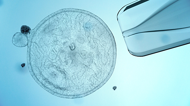 Учёные раскрыли перспективы прорывной медицинской технологии