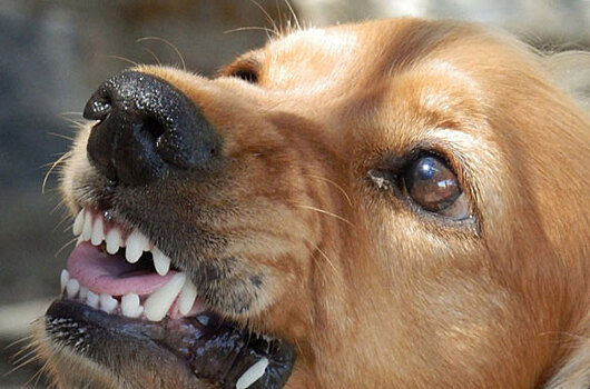 Бродячая собака укусила двухлетнюю девочку за предплечье в Саратове