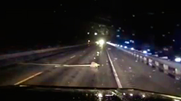 Дорога бобра: в США полицейский уступил путь необычному нарушителю