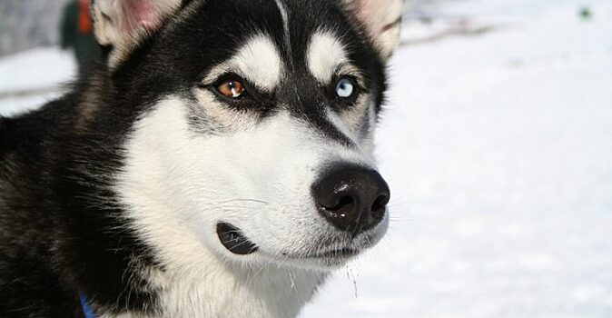 Из-за снежной бури норвежец заблудился, но храбрый пёс спас его, найдя чутьём правильный путь