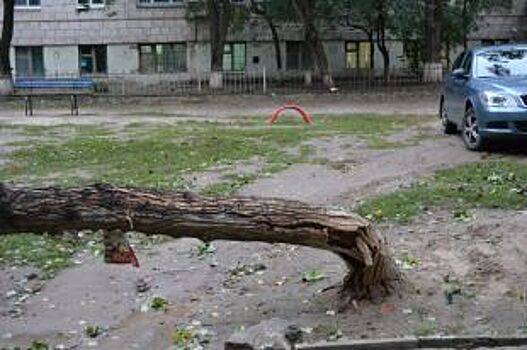 Никого не накажут за смерть погибшей от обрушения дерева в Ростове-на-Дону