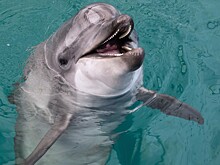 Косатки и дельфины впервые объединились для охоты