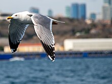 Британское кафе наняло «отпугивателя чаек» в костюме орла