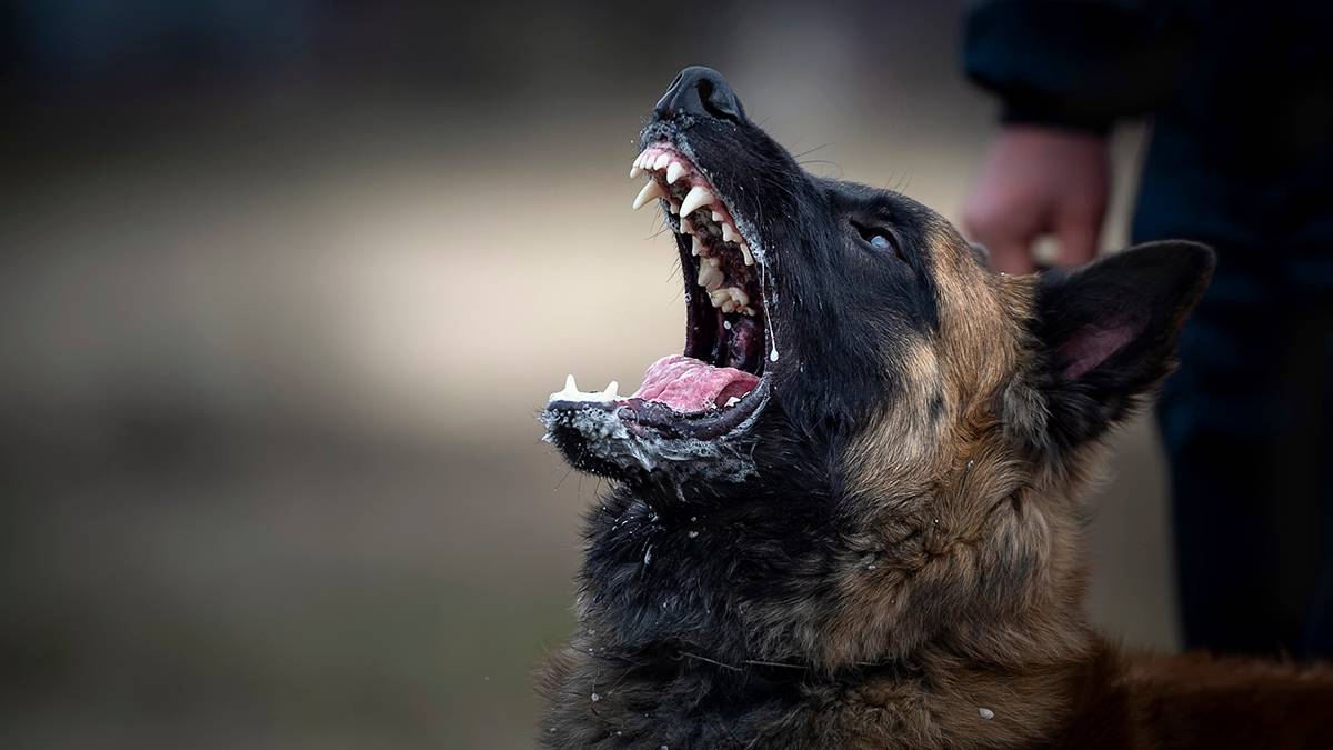 Собака загрызла 6 летнюю девочку. Обезьяна в китае украла ребенка. Мальчика загрызли собаки. В чите 7 летнюю девочку загрызли собаки. Девочку 6 лет растерзали собаки.