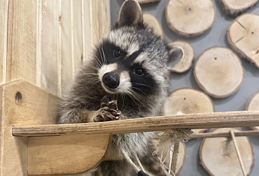 В Омске выставлено на продажу известное енотокафе