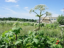 В Петербурге начали наказывать за борщевик при помощи ИИ: сумма штрафа