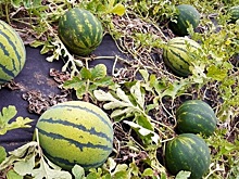 Фото дня: нижегородка вырастила плантацию арбузов на садовом участке