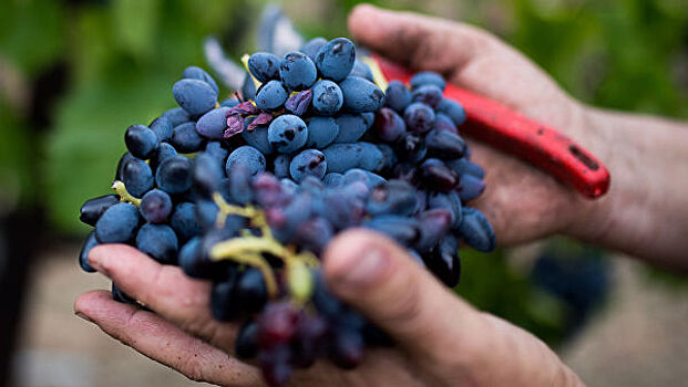 Кубань планирует собрать более 200 тысяч тонн винограда в этом году