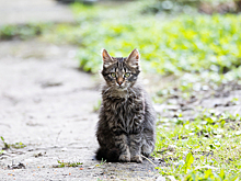 Обращаемся в полицию минимум пять раз в год: калининградские зооволонтёры — о возможном ужесточении наказания для догхантеров
