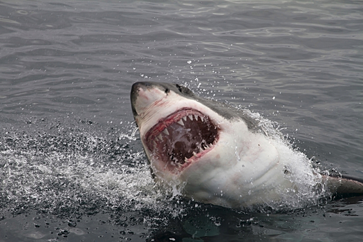 В Северной Каролине акула напала на человека