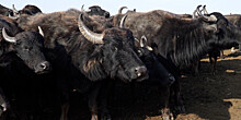 Первая крупная буйволиная ферма появилась в Махачкале