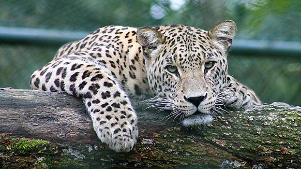 8–10 марта Московский зоопарк будет бесплатно впускать дам в одежде с леопардовым узором