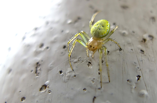 Обнаружен новый вид пауков, но он вымирает