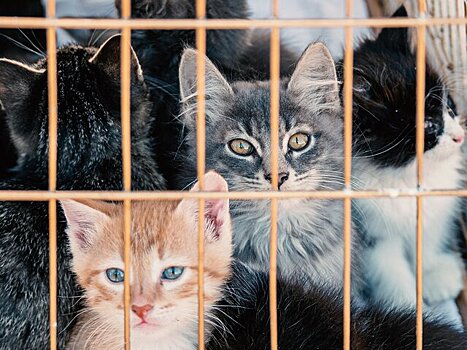 Китайские буддисты случайно утопили более тысячи спасенных кошек