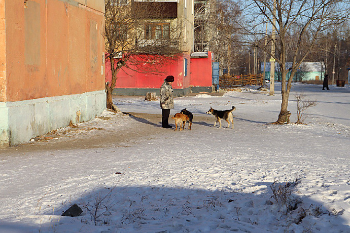 В Белогорском округе после обращений жителей начали отлавливать бездомных собак