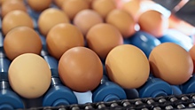 Почему в России подорожали яйца, куда они пропали в магазинах