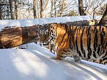 У тигрицы Елены, гуляющей в Архаринском районе, появился детёныш