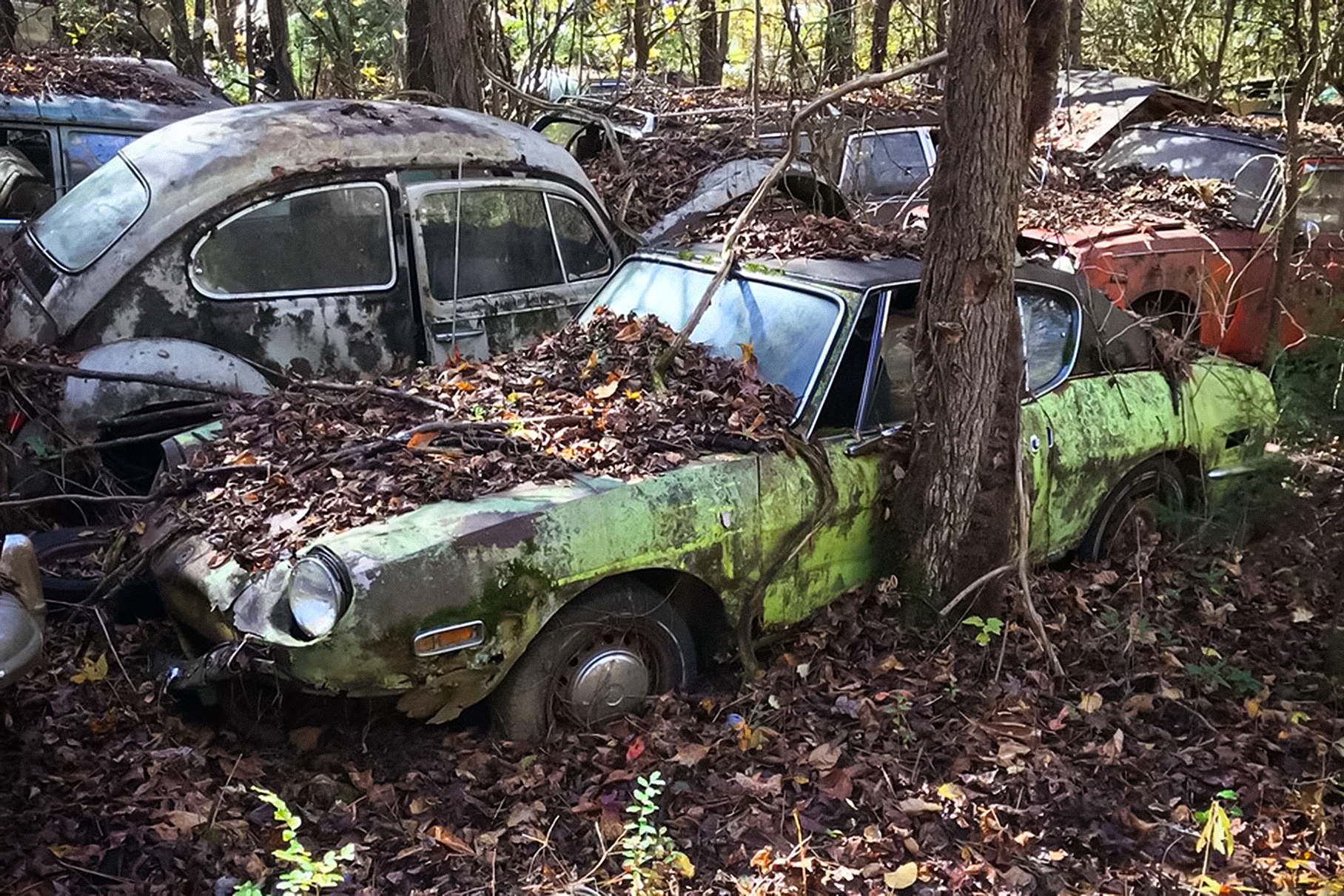 В лесу обнаружили гигантское кладбище автомобилей
