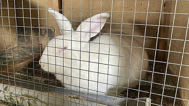 Провальный кроличий бизнес лишил ямальского фермера статуса резидента Арктической зоны