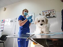 Акция по вакцинации собак в госветклиниках Москвы продлится до 10 мая