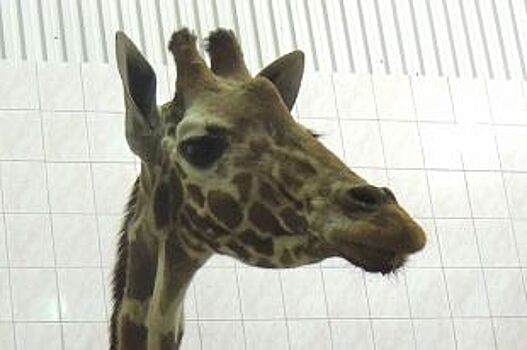 Когда в новосибирском зоопарке появятся жирафы?
