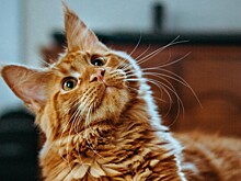 Жительница Новосибирска решила продать усы кота