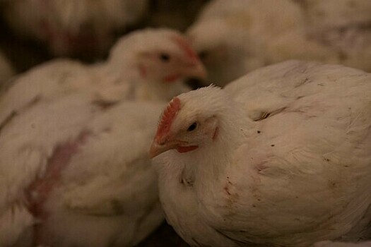 В Калининградскую область не пустили незваных куриц из Китая