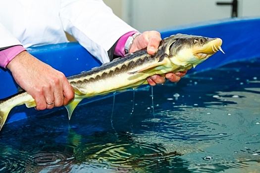 В Волгоградской области увеличивают объемы производства рыбы