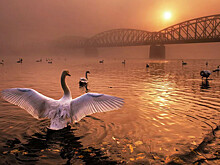 Chaos: расшифровка мозговых сигналов пернатых позволила заглянуть в их сны