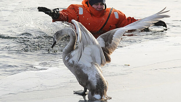 Пятерых лебедей спасли от гибели в Челябинской области